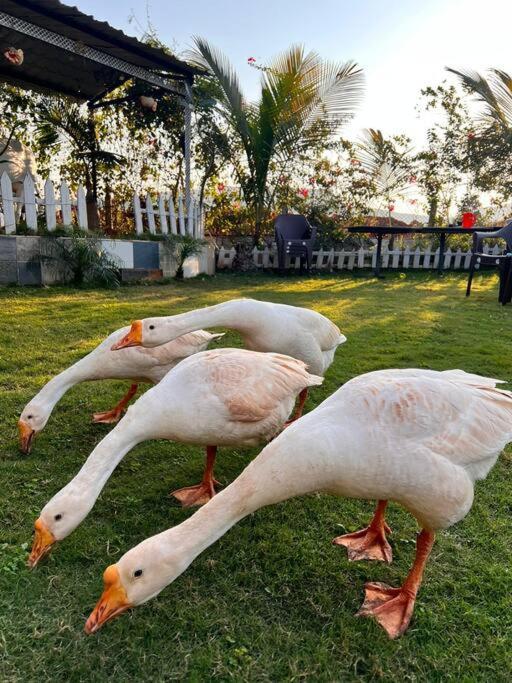 Saifarms Private Farmhouse Between Pune & Lonavala Nethersole Dam Exteriér fotografie